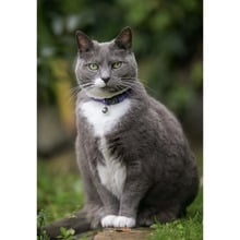 Lilac Ribbon Cat Collar